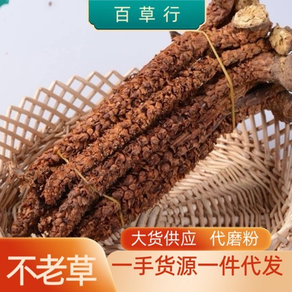 东北不老草真品 草苁蓉 新鲜虎鞭草 特级天然野生 煲汤泡酒包邮