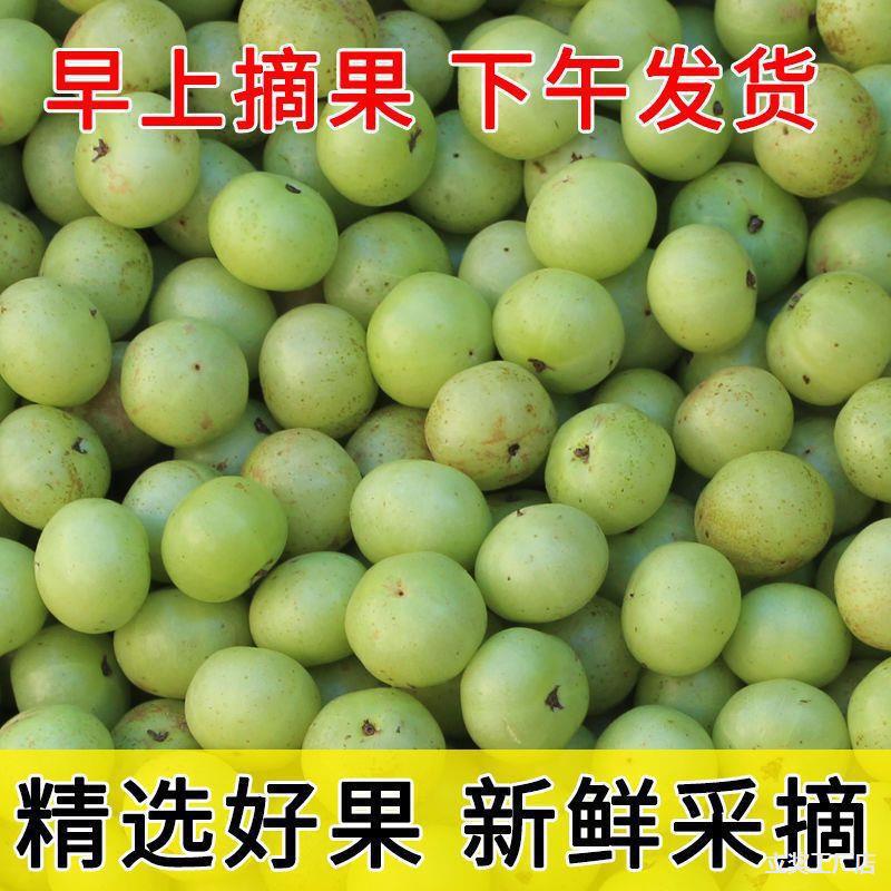 精选新鲜油甘果余甘果滇橄榄孕妇酸水果野生牛甘果子油柑子
