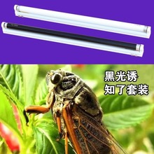 捉知了诱蝉诱虫灯管支架套装T8 40W 1.2M 蓝光紫光荧光诱蚊虫灯管