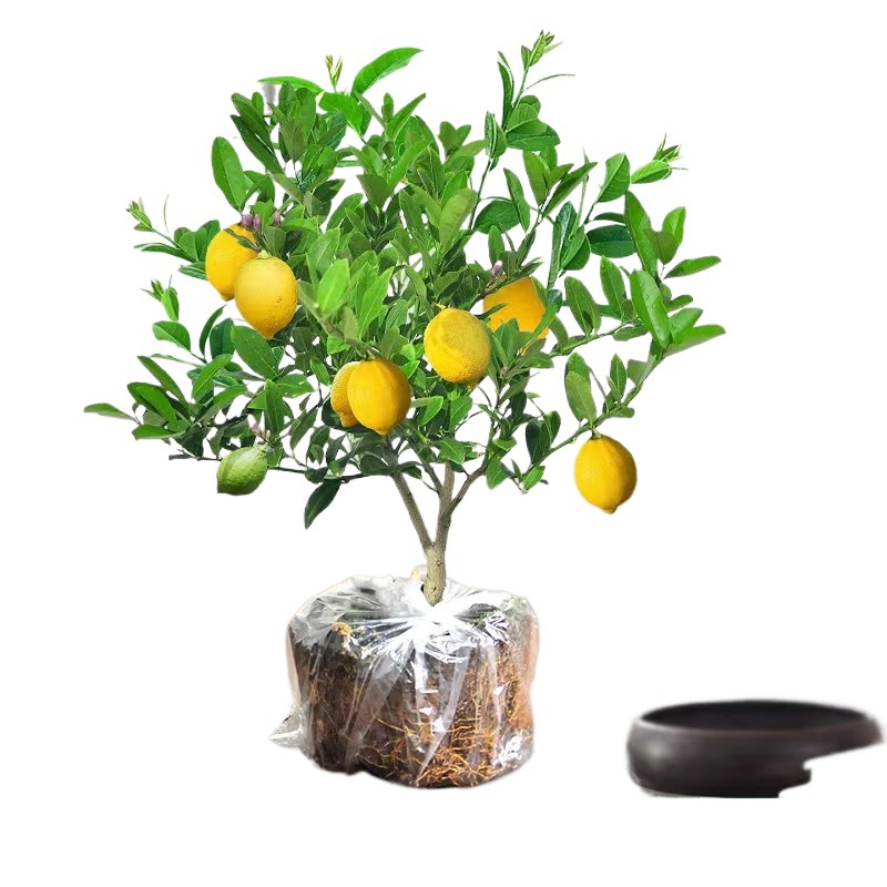 Perfume semillas de limón frutas en maceta comestibles perfumes fuertes repelentes de mosquitos buenas plantas de interior de flores de cuatro estaciones