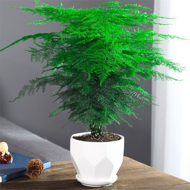 [메인사진] 화이트 다이아몬드 세라믹 [5년근 파라다이스 아스파라거스] 무뿌리 파우더