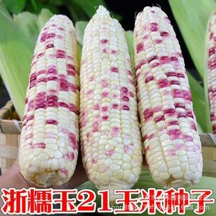 ��Ŵ��21����Ŵ���׷N��ԭ�b���D���������������s���߮a����N