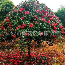 �軨��������l�60���ֵ�ռ�ز軨�򻨶��G�����κ� �軨��