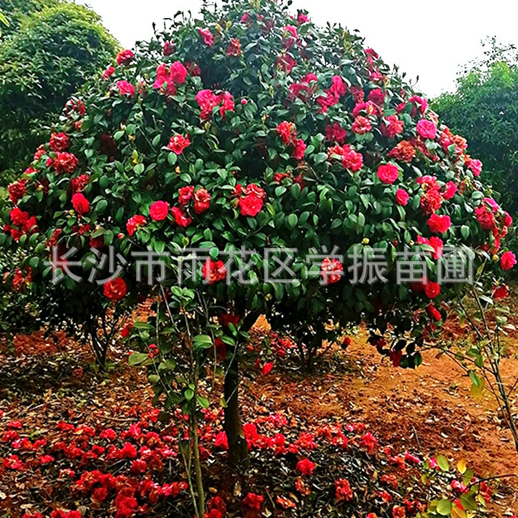Камелия мяч база оптом навес 60 см покрыты Камелия мяч цветы великолепное дерево-образный Камелия дерево