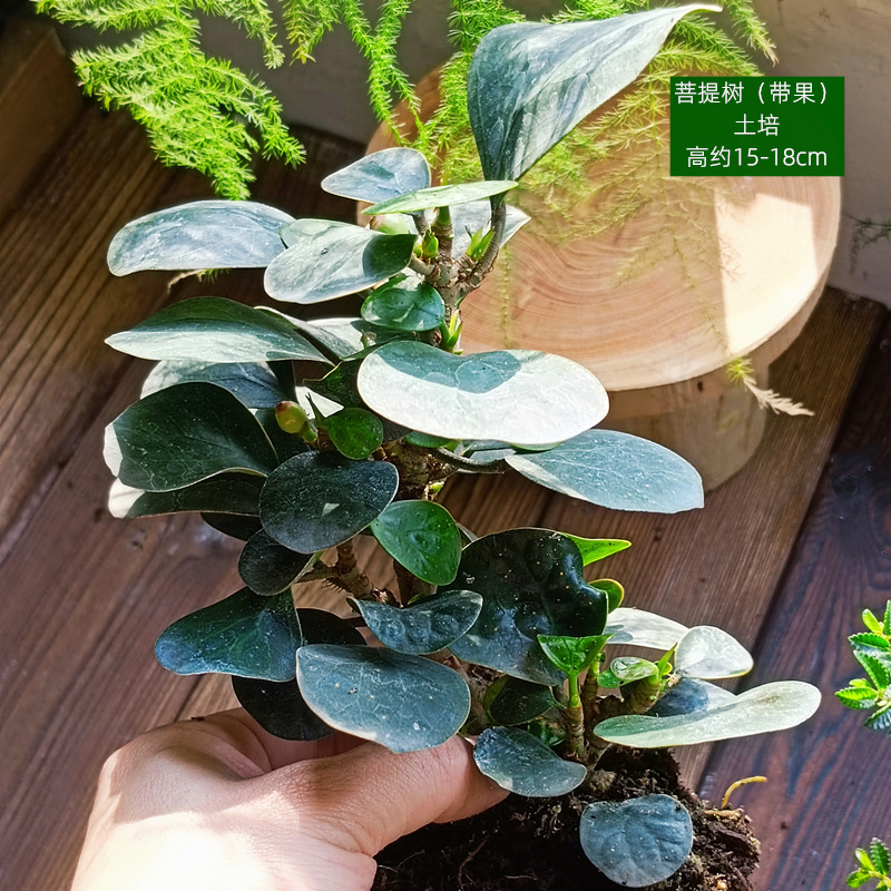 토양배양-린든나무