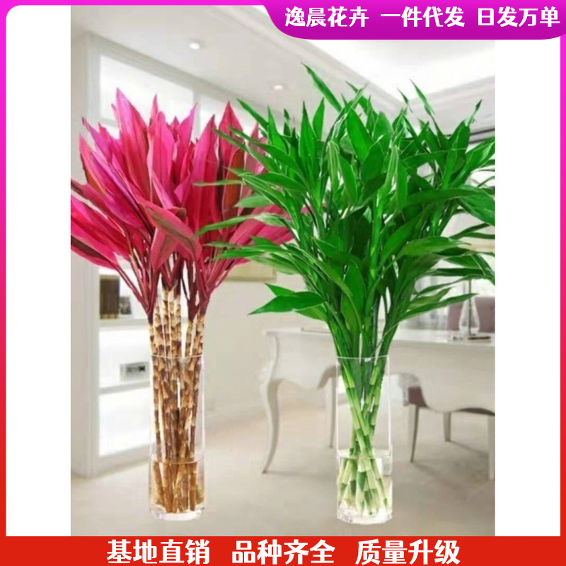 Rich bamboo water flowers transfer bamboo hydroponic plants potted Guanyin four seasons indoor air purification.