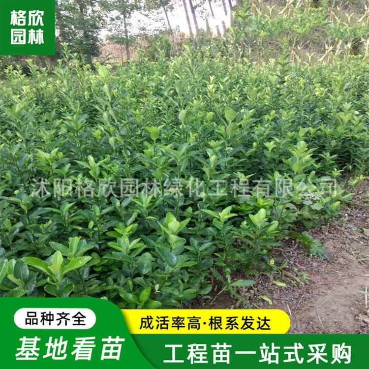 Dayleaf Buxa кровать рассада база оптом проект озеленения водно-болотных угодий кустарник четыре сезона полные спецификации Кластерные саженцы Buxa