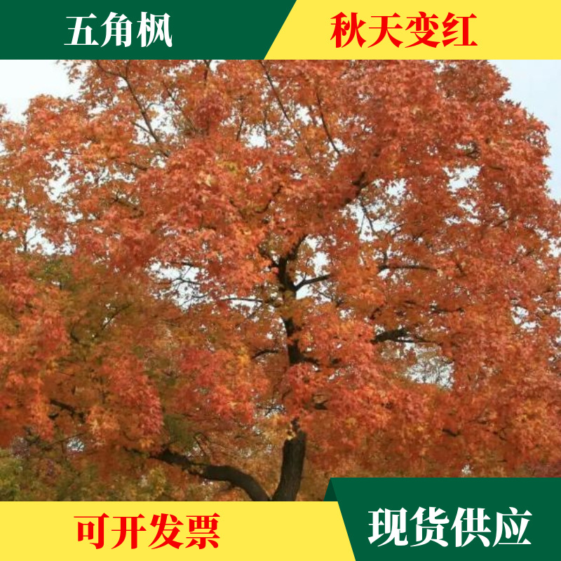 批发五角枫树种子 彩色树籽 造林树种子 耐寒韩旱树种枫树