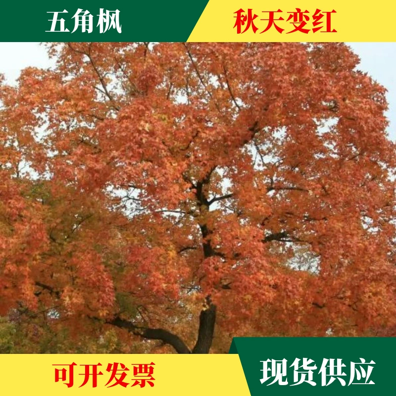 Оптовые семена пятиконечного клена семена цветных деревьев семена деревьев для облесения Холодостойкие корейские виды деревьев, устойчивые к засухе, клен