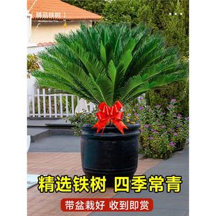 �F�����Դ��;Gֲ�辰�Ϙ�ֲ�����F���҃�����B������w�_�I�Y��