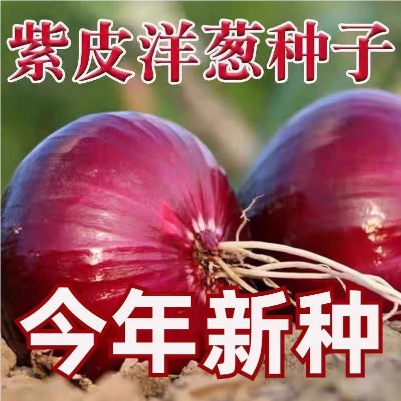 紫皮洋葱水果型洋葱种子超甜夏季耐热耐高温蔬菜种子一年四季可种