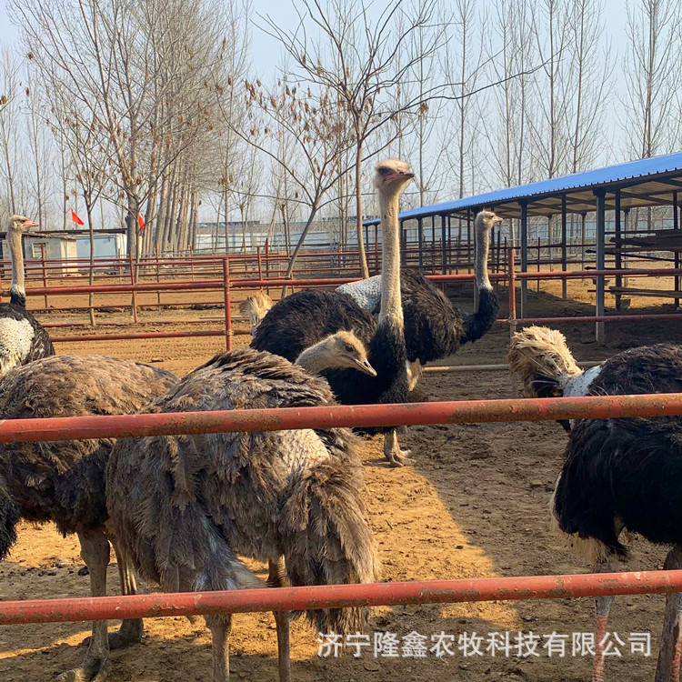 Supply viewing adult ostriches emus for scenic areas, ostrich chick breeding, fresh ostrich eggs and ostrich meat for sale