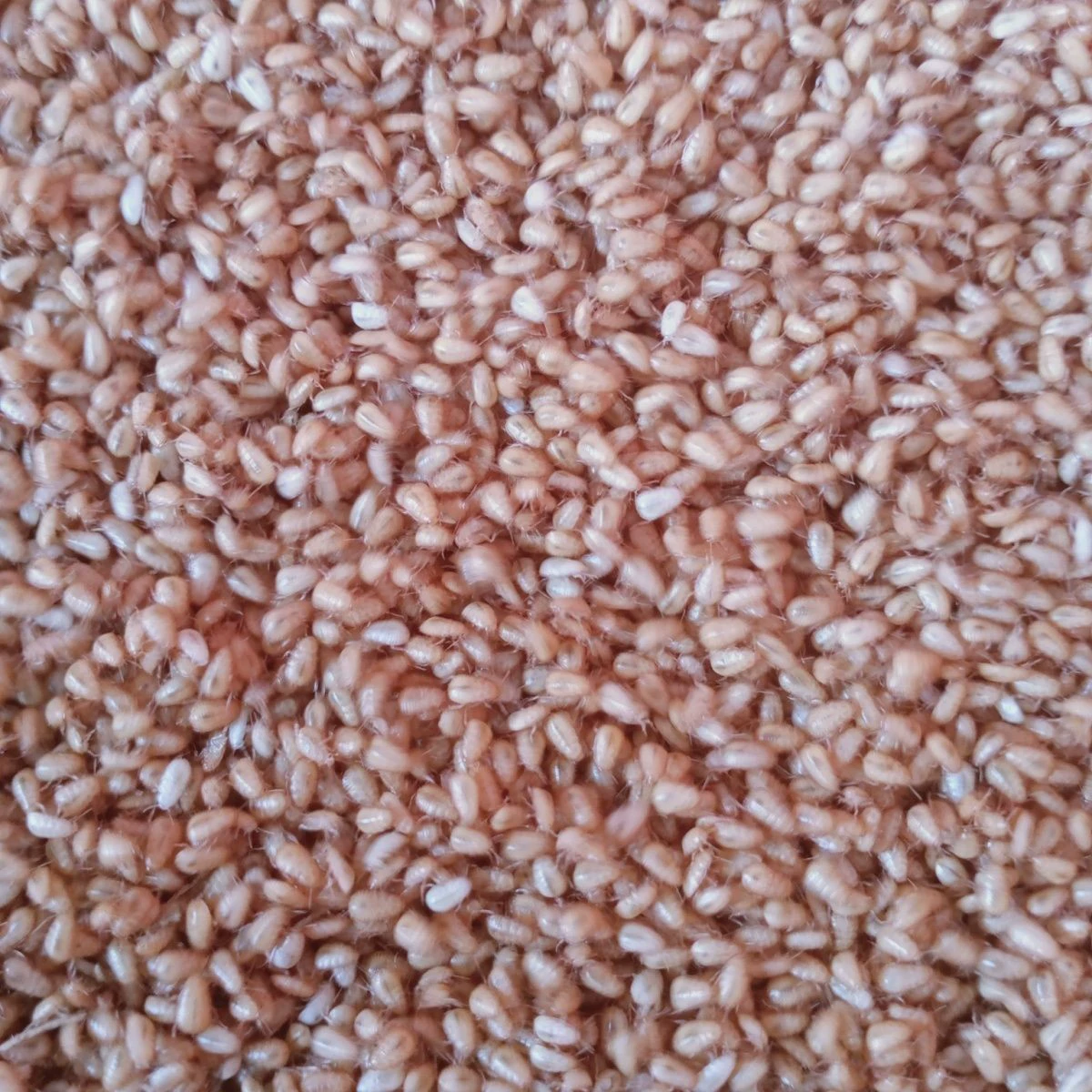 Практическая технология разведения Tuoyuan, личинки яиц Tuoyuan, саженцев яиц Tuoyuan, саженцев саранчи почвы, рассады насекомых Tuoyuan вживую