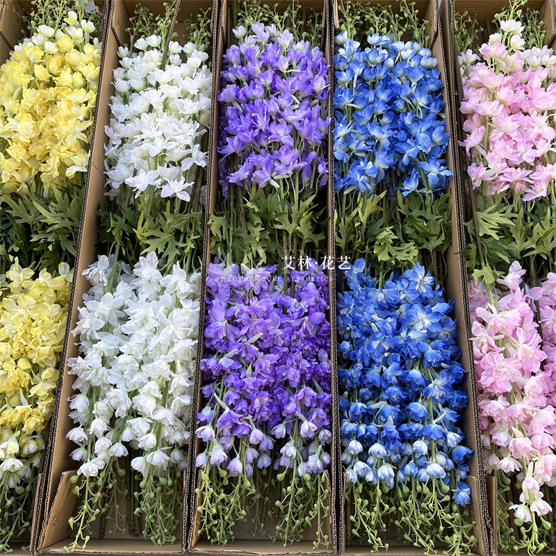 Extra large delphinium