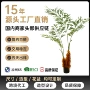 德保仿真大型客厅绿植