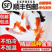 小金鱼活体小鱼苗冷水鱼碟尾鎏金珍珠红狮鹤顶红小型冷水观赏鱼