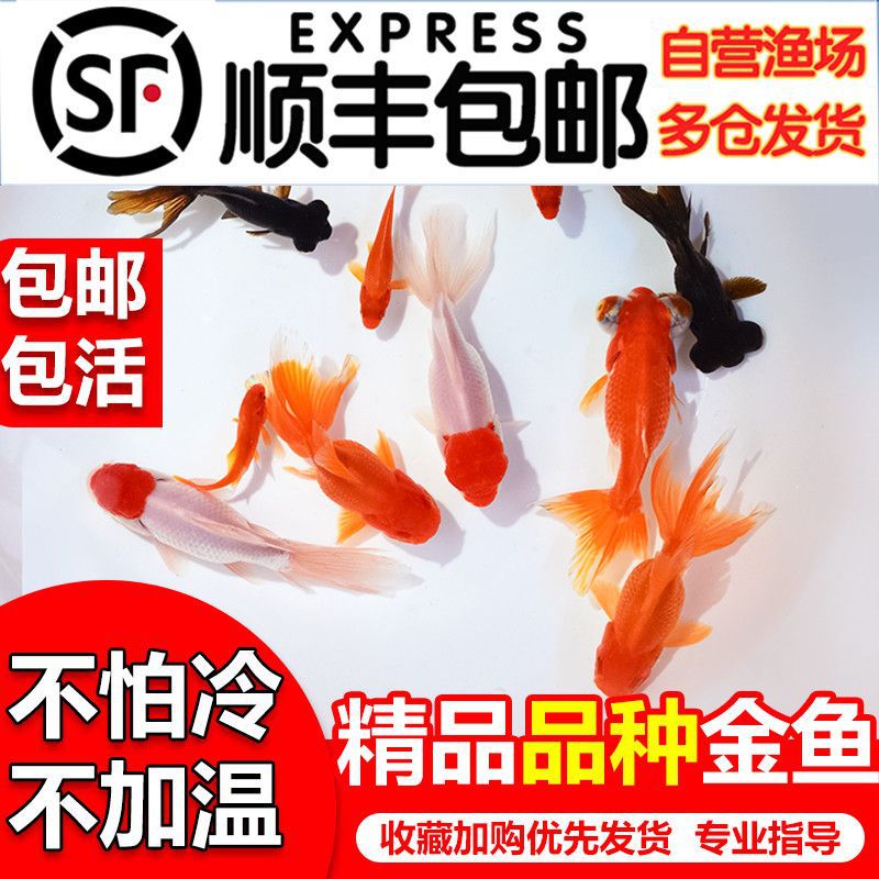 小金鱼活体小鱼苗冷水鱼碟尾鎏金珍珠红狮鹤顶红小型冷水观赏鱼