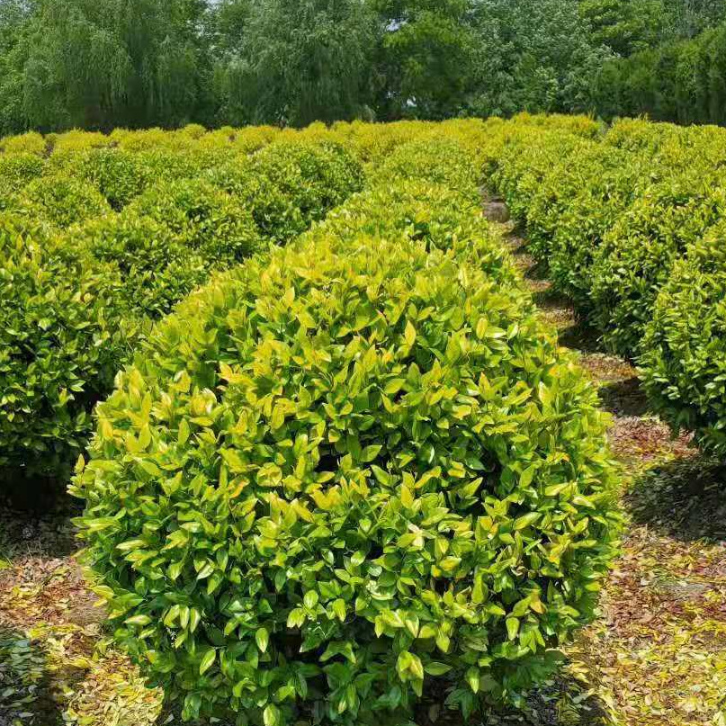 ��ɭŮ����3