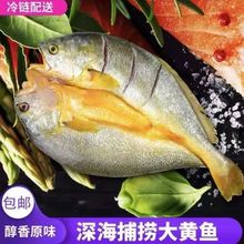 寧德大黃魚三去醇香黃魚鯗新鮮冷凍黃花魚海鮮批發水產包郵黃瓜魚