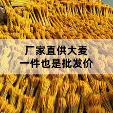 天然黄金麦穗大麦干花花束摆件礼品店铺花篮永生花橙黄干果