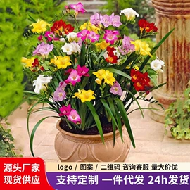 盆栽;种子;种球