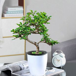 �@���¿���Ʒ����С�~�ܘ��҃Ⱥ��B��Gֲ���ܑ�����ˮ������՚�