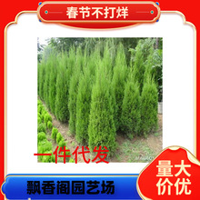 一件代发四季常青绿化苗木蜀桧蜀侩苗蜀桧树苗刺松侩柏塔柏川柏北