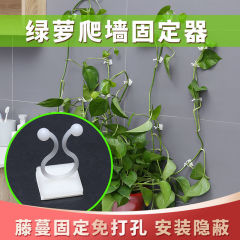 緑のロリの緑の植栽は壁に登って神器を固定します。