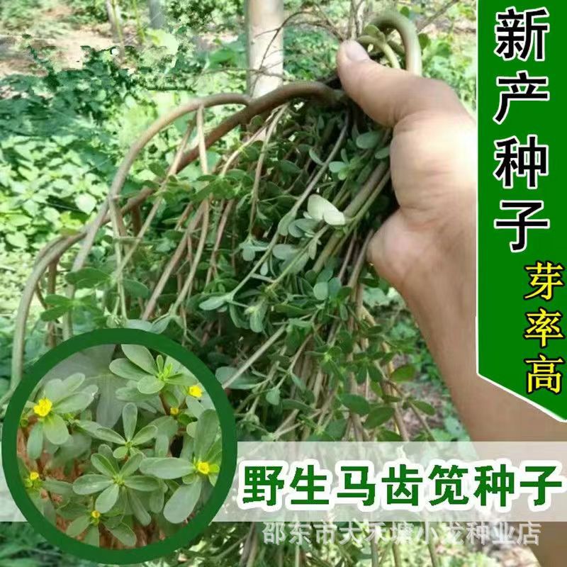 马齿苋种子农家野生长寿菜养生菜蚂蚱菜阳台盆栽食用春秋野菜种籽