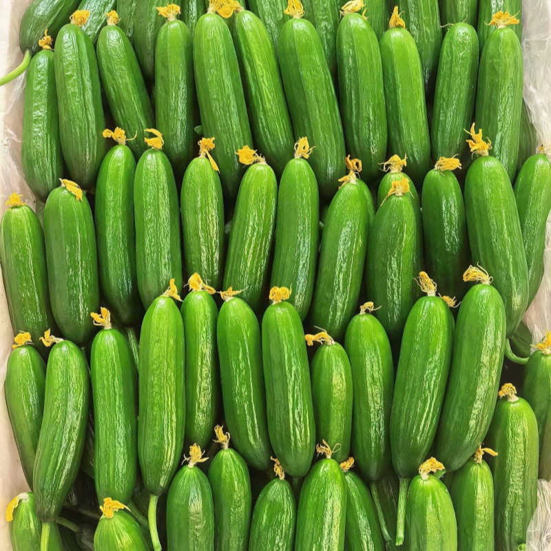 Shouguang Vegetables, Fruits, Cucumbers, Raw, Crispy and Fresh 2.5kg Cucumbers, Dutch Seasonal Thornless Cucumbers, Now Picked, Free Shipping