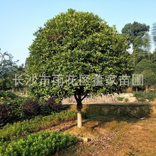 批发绿化工程桂花树 地经13-14公分的金桂 大量批发 欢迎订购