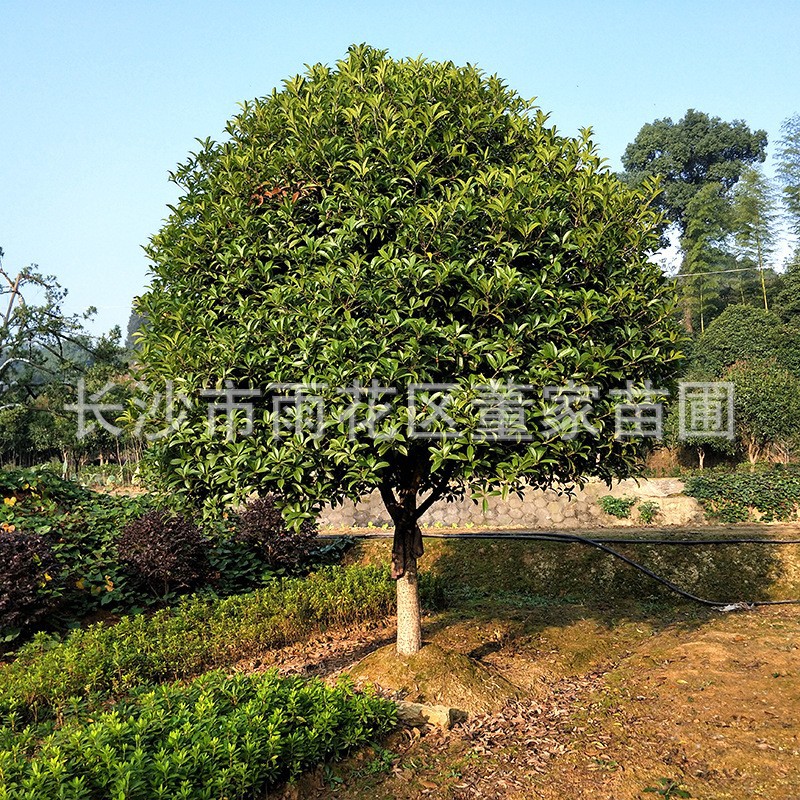 批发绿化工程桂花树 地经13-14公分的金桂 大量批发 欢迎订购