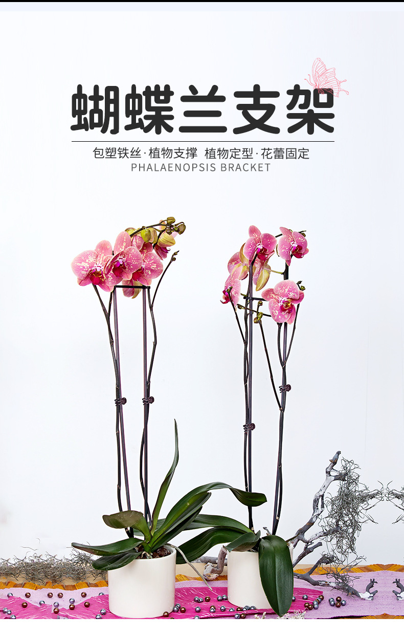 蝴蝶兰支架_01.jpg