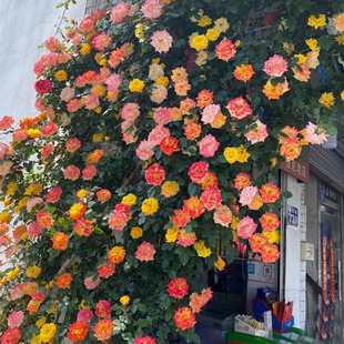Rattan Rainbow Vine Rose Flower Seedlings Potted Climbing Plants Bloom All Year Round Balcony Courtyard Rose Rose Climbing Wall