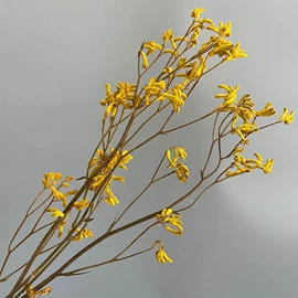 鲜花花艺制品;干花;永生花