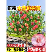 早熟水蜜桃树苗嫁接黄桃子桃孑当年结果南方北方种植桃树果苗大全