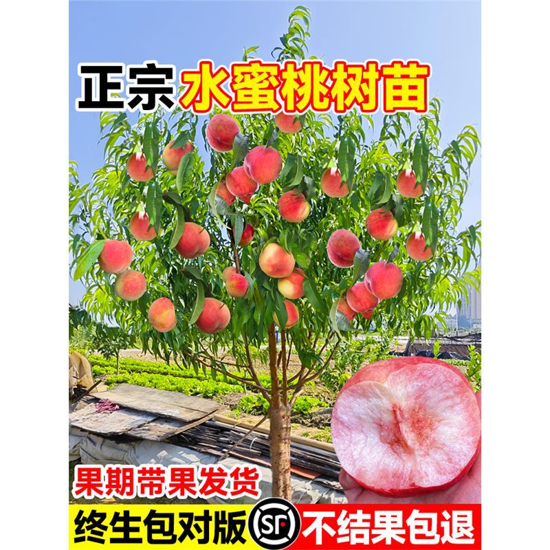 早熟水蜜桃树苗嫁接黄桃子桃孑当年结果南方北方种植桃树果苗大全