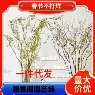 һ�����l���r�r�������t��ľ֦�l��֦ˮ����ˮ�L�~�_���һ��t÷��