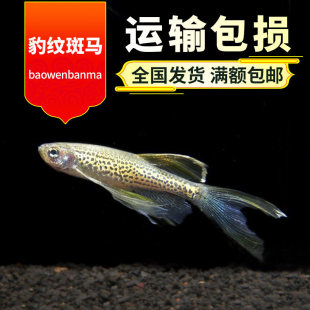 ���y���R�~ �t���R�~ �@���R�~ ������~  �Ꭷ�~ �^�p�~���w�~