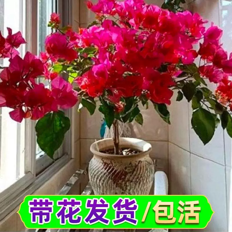 Двухцветные саженцы бугенвиллии в горшках, вьющиеся лозы, старые кучи с бутонами, поставляются комнатные и уличные декоративные растения, цветущие в любое время года.