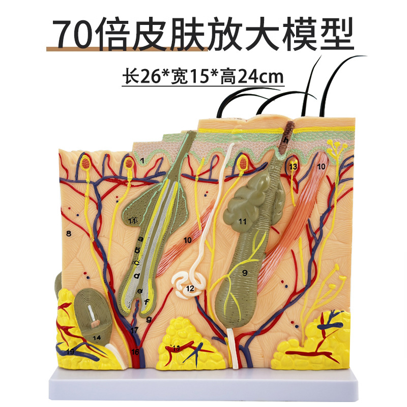 70���Ŵ�� ����Ƥ����֯�ṹ����ģ�� ΢��Ƥ�������������ν�ѧ