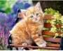 印花新款手工缅因猫十字绣