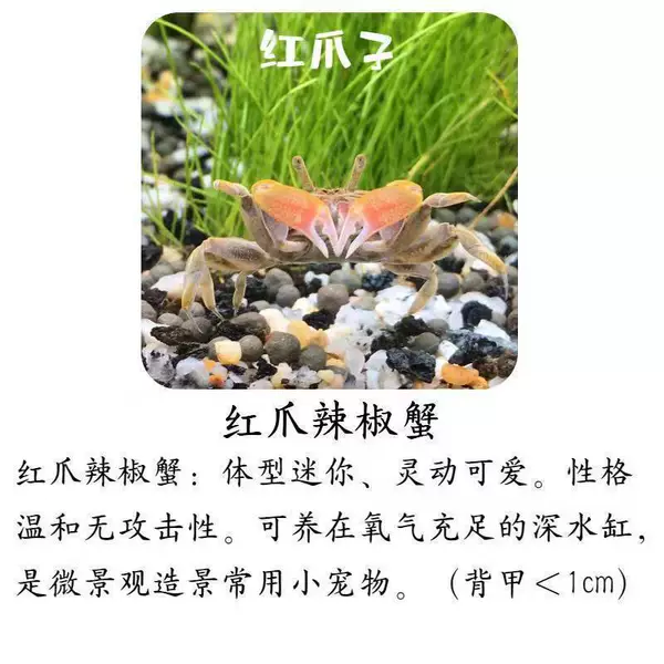 1 red clay pepper crab (bag loss)