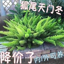 狐尾天门冬清仓阳光活的旺财宿舍室外耐寒绿植盆栽好养造型老桩