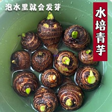 ˮ�����^���҃��̨ͥԺ���Լ����쾰�Ã���ˮ�׻�ô���ˮ��ֲ��