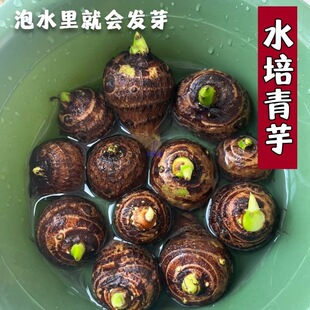 ˮ�����^���҃��̨ͥԺ���Լ����쾰�Ã���ˮ�׻�ô���ˮ��ֲ��