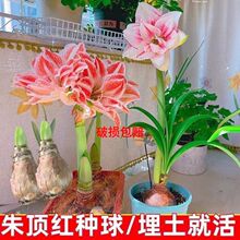 【朱顶红种球】郁金香风信子香水百合风雨兰花毛茛洋牡丹种球