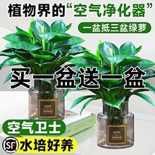 ���~������ԾG�����ļ�����С�Gֲ�҃Ⱥ��B�·�������ȩˮ��ֲ��
