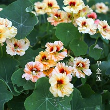 旱金莲花苗 金莲花 旱地荷花 可食用花花期长 新手易栽活橘色橙色