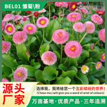 Դ^SrշNļ_ͺͺͥԺܷNӸ߰lѿ׷Nֲ